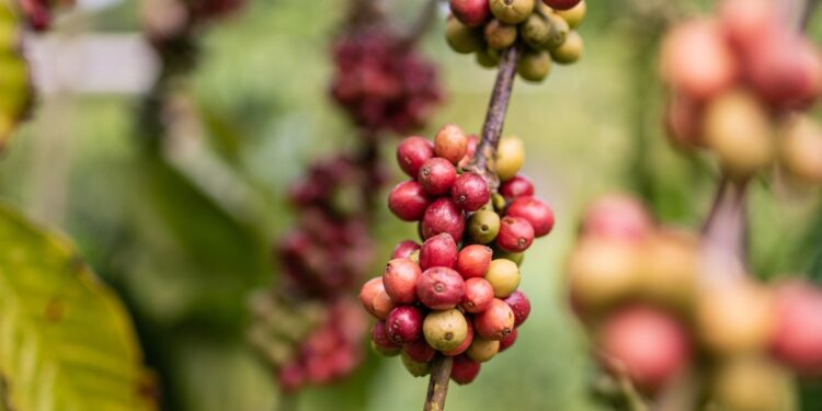 Regenerative agriculture is shifting paradigms for coffee farmers in the Philippines