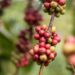 Regenerative agriculture is shifting paradigms for coffee farmers in the Philippines