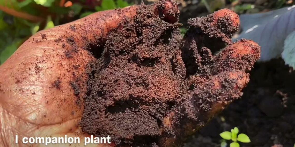 #gardening tips for beginners | coffee grounds garden Tour//Blissful Spaces