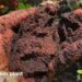 #gardening tips for beginners | coffee grounds garden Tour//Blissful Spaces