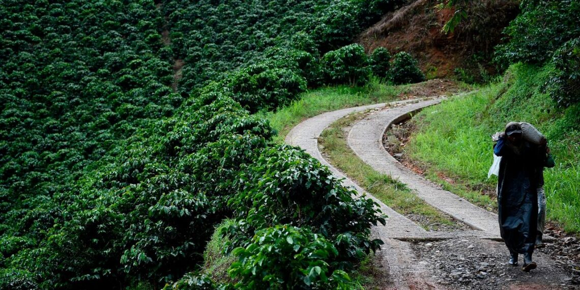 Climate Change Means Coffee-Market Volatility Is Likely to Continue, Lavazza Says