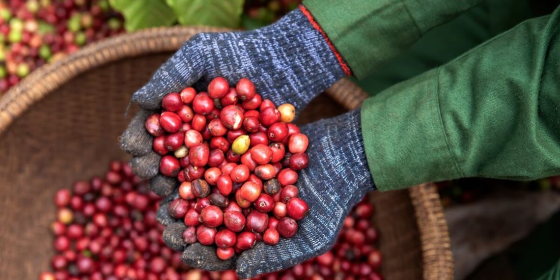 Robusta Coffee Priciest Since 1970s in Blow to Instant Brews